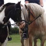 Goed georganiseerd,erg leerzaam en prima zorg voor kids en paard/pony!
